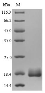 Bacterial HSPX protein