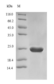 Yeast PNC1 protein