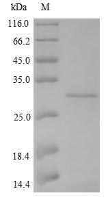 Bacterial BLA protein