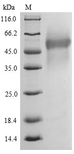 Bacterial PRGJ protein