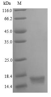Human OXT protein