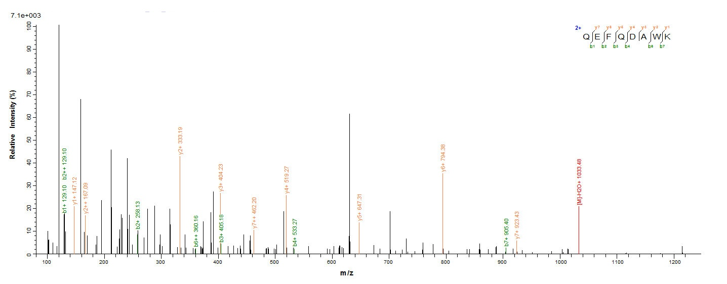 Human CYBB protein
