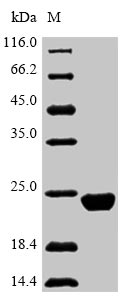 Mouse SLC7A10 protein