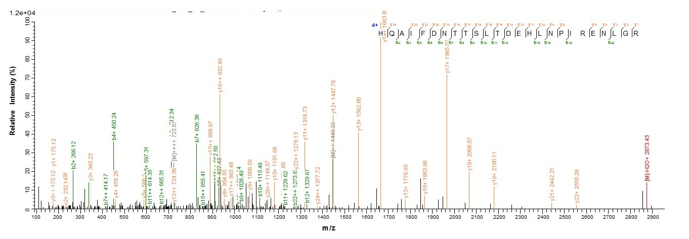 Mouse Ripk1 protein