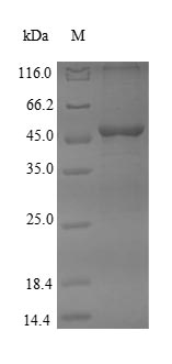 Human DHODH protein