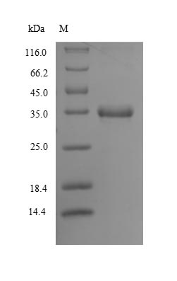 Animal BCA-1 protein
