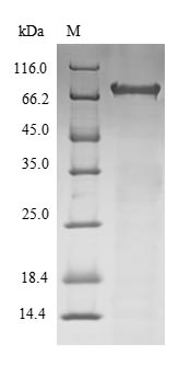 E. coli PHRB protein