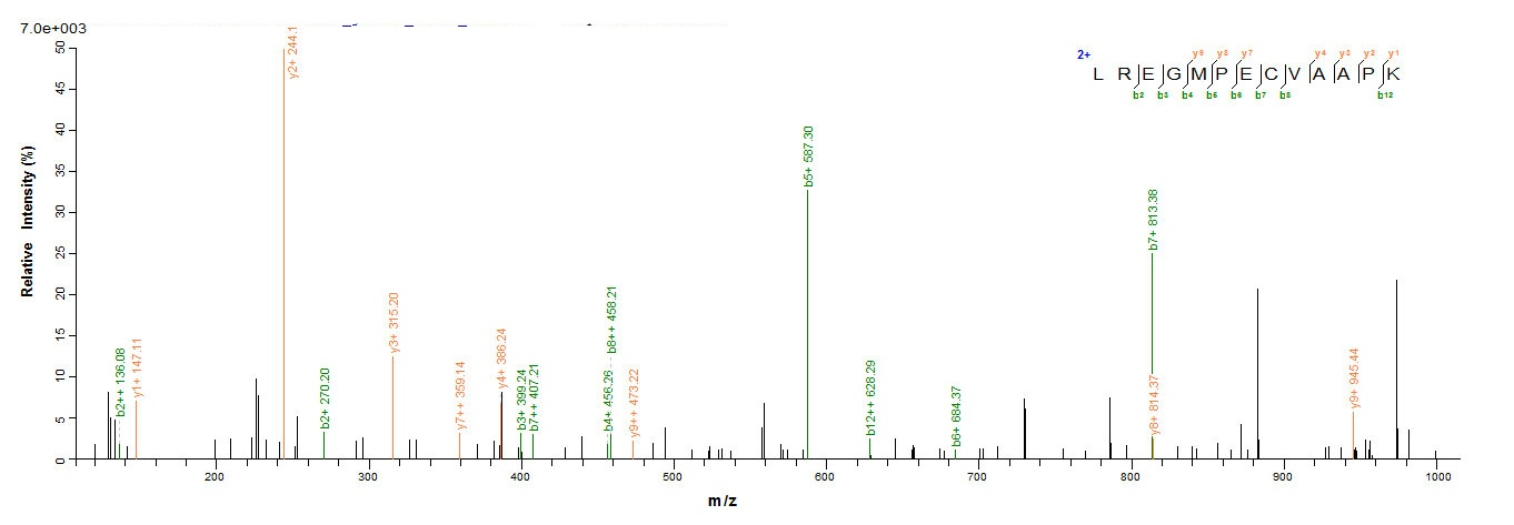 E. coli PHRB protein