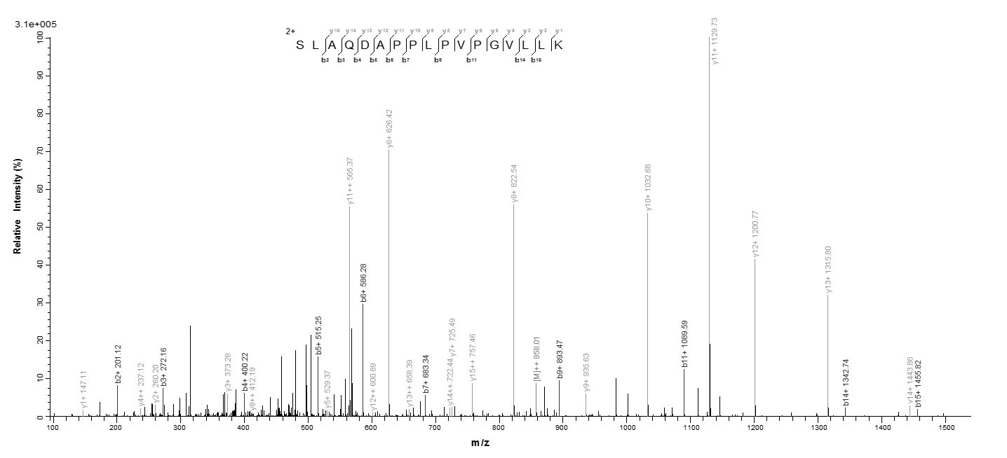 Human CTAG1A protein
