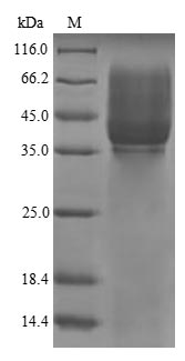 Pig P-Cadherin protein