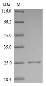 Mouse IL18 protein