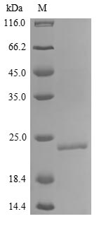 Mouse IL18 protein