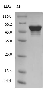 Mouse ATP5B protein