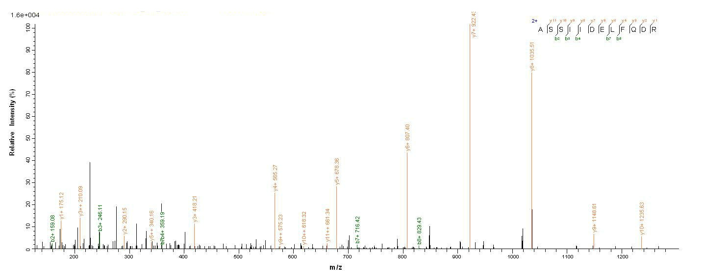 Human CLU protein