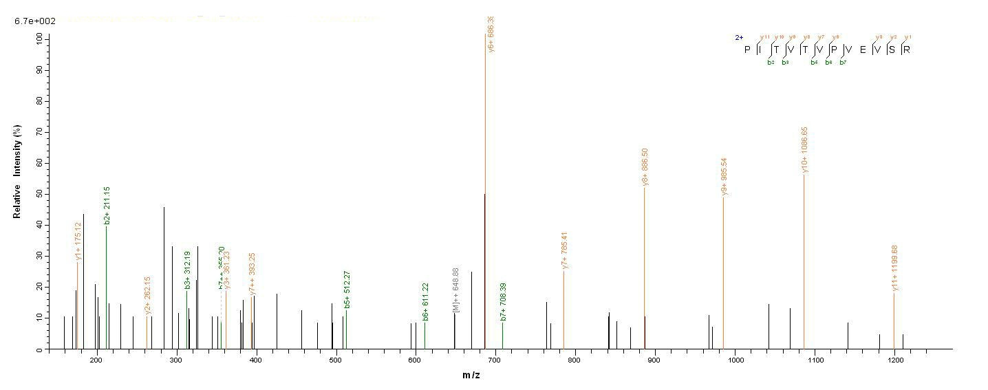 Human CLU protein