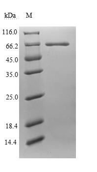 Human ERVK-6 protein