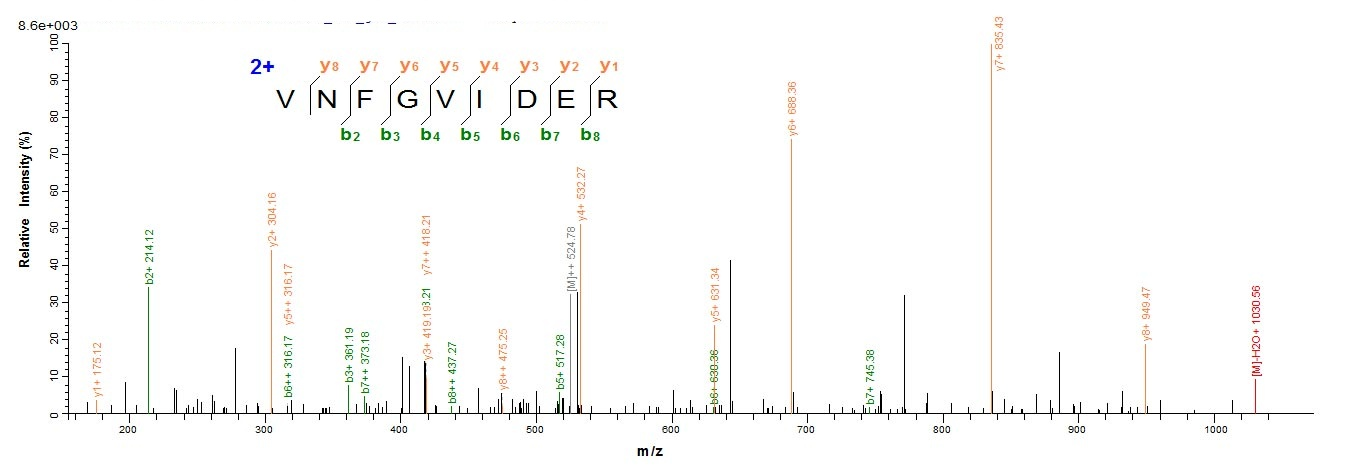 E. coli ELTA protein