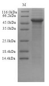 Human CRBN protein