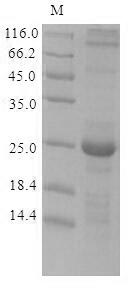Viral GPC protein