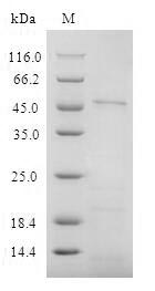 Recombinant Human CD4 Protein