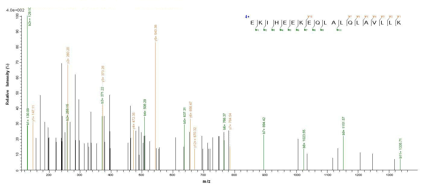 Human OPTN protein