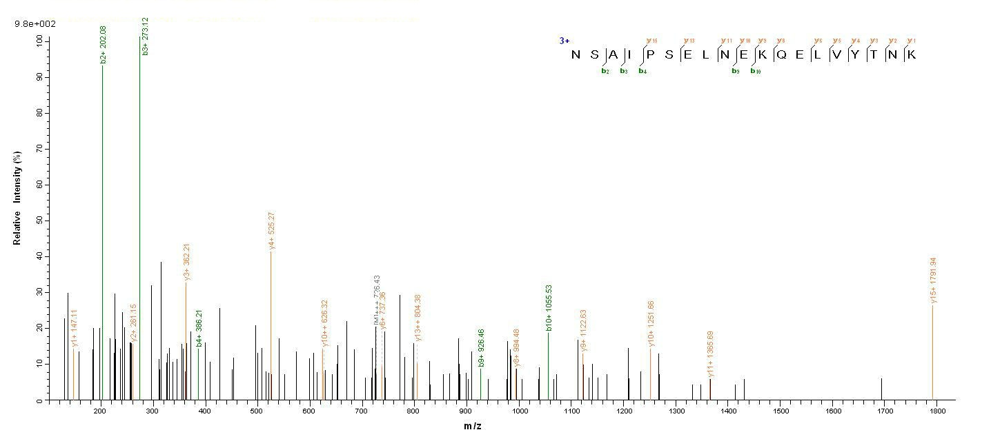 Human OPTN protein