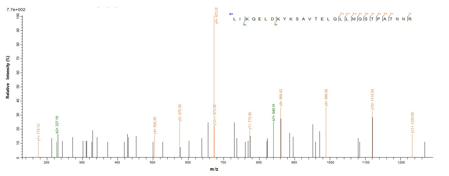 Human Fusion glycoprotein F0 protein
