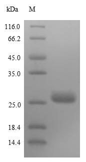 Viral Matrix protein