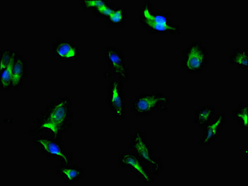 PGAM5 Antibody
