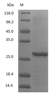 Rabbit IgG Fc Fragment protein