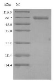 Mouse Plbd2 protein