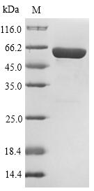 Mouse Plbd2 protein