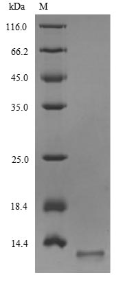 Viral M2 protein