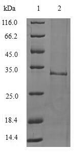 Mouse Il1f10 protein