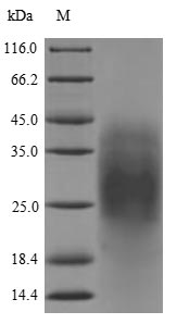 Insect Mexican scorpion Beta-mammal toxin Css4 protein