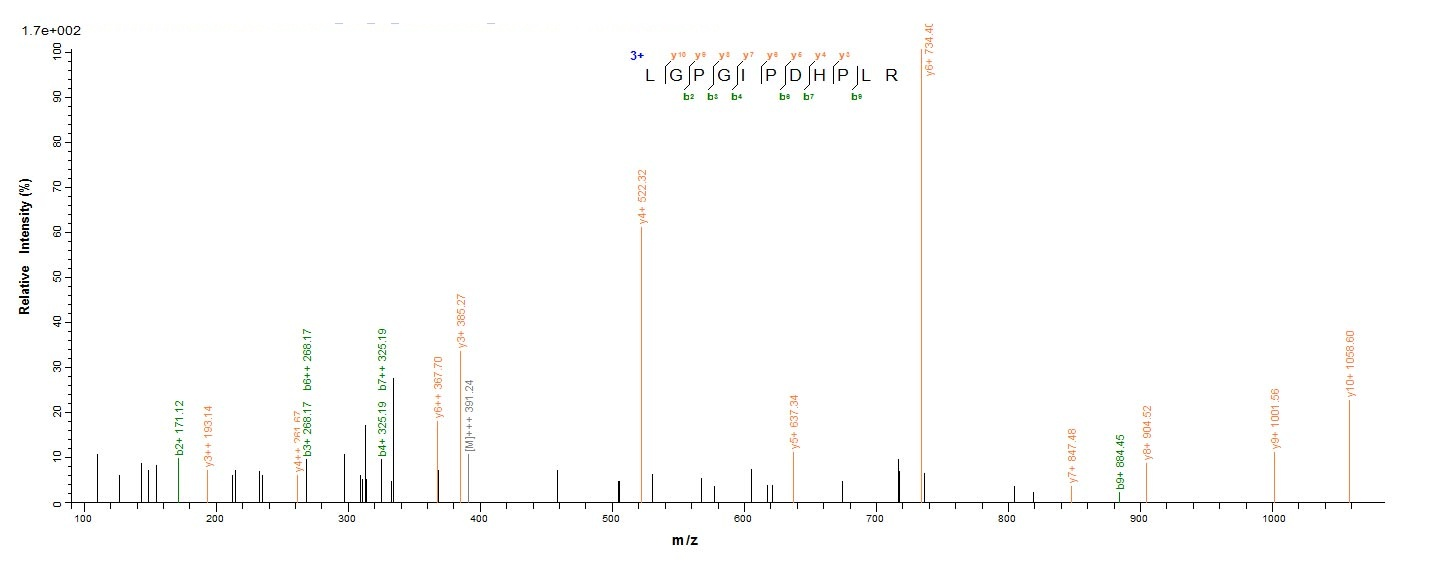 Viral VP40 protein