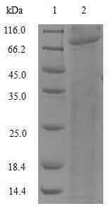 Bacterial phr protein