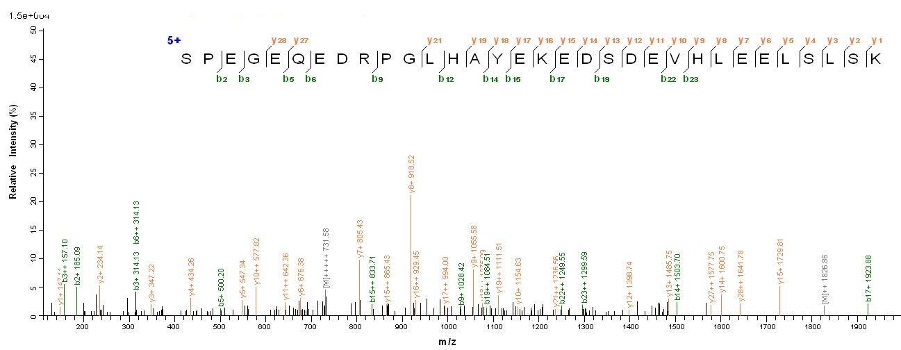 Human LSP1 protein