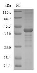 Human TXN2 protein
