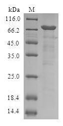 Human SERPINB9 protein