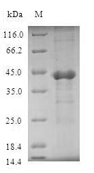 Human UBE2D4 protein