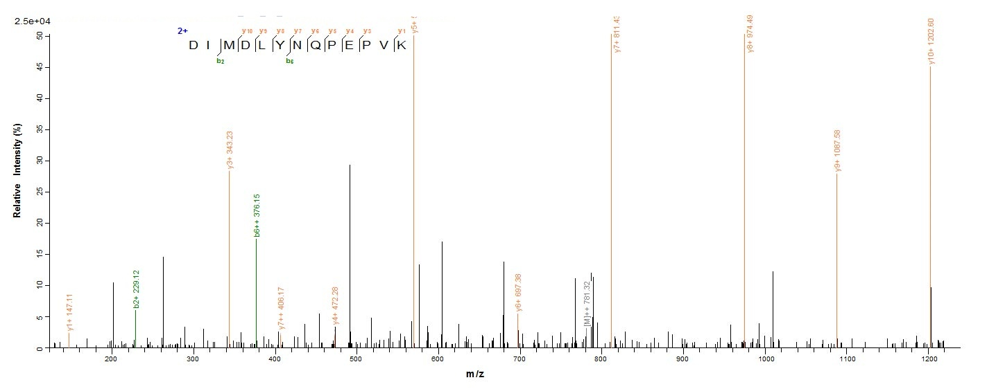 Human IL36A protein