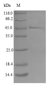 Human TIMM17B protein