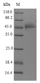 Human FGF12 protein
