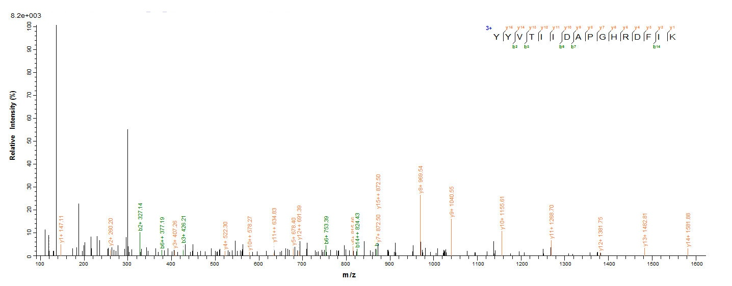 Human EEF1A1 protein