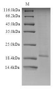 Viral M2 protein