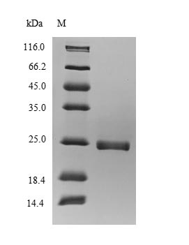 Fish Salmo salar Vertebrate ancient opsin protein
