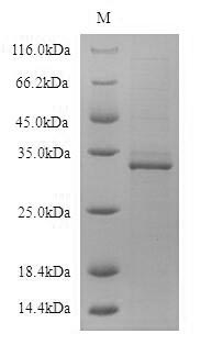 Human CD19 protein
