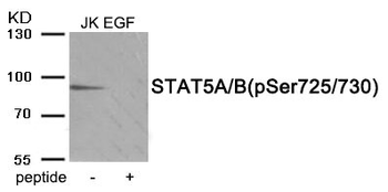 Stat5a/Stat5b Antibody