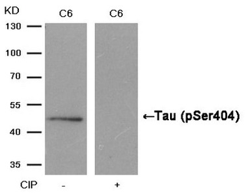 MAPT Antibody